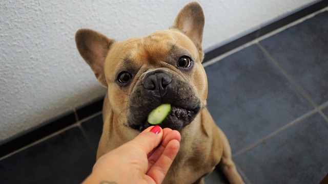 Hund isst Gurke