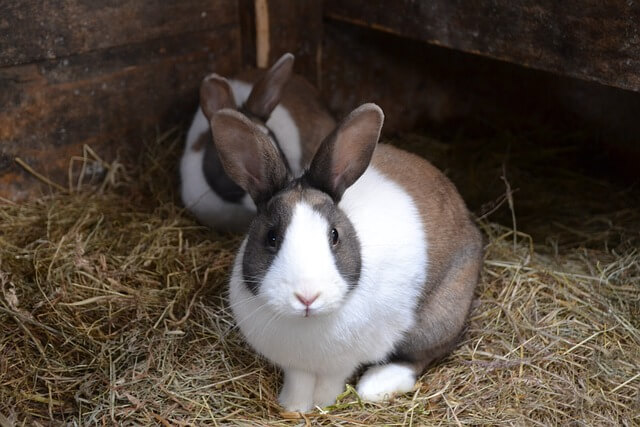 Stroh als Boden im geschützten Bereich des Kaninchen Außengeheges