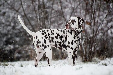 Dalmatiner als Familienhund