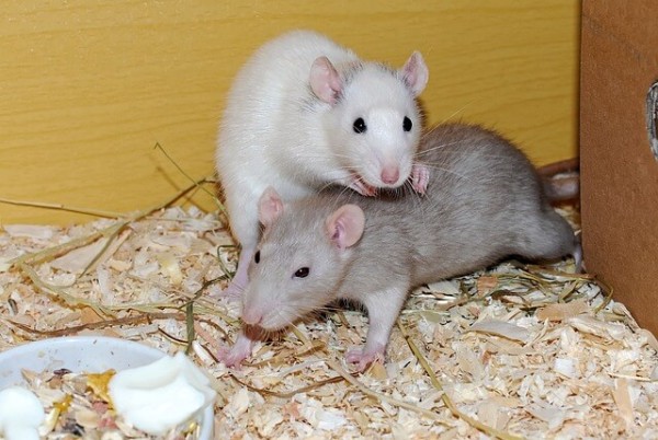 was-essen-ratten