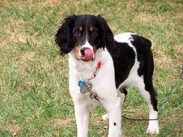 hund-frisst-maus